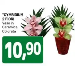 DPiù Cymbidium 2 fiori offerta
