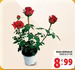 Deco Supermercati Rosa cespuglio offerta