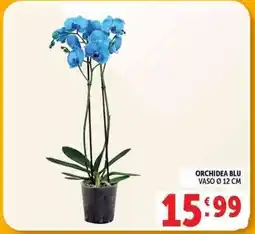 Deco Supermercati Orchidea blu offerta
