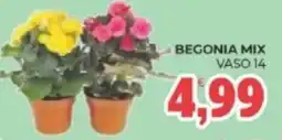Eté Begonia mix vaso 14 offerta