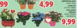 Eté Ortensia mix, azalea, kaland/edera offerta