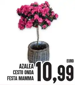 Al Discount Azalea cesto onda festa mamma offerta