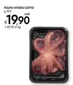 Bennet Polpo intero cotto offerta