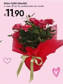 Bennet Rosa fiore grande offerta
