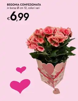 Bennet Begonia confezionata offerta