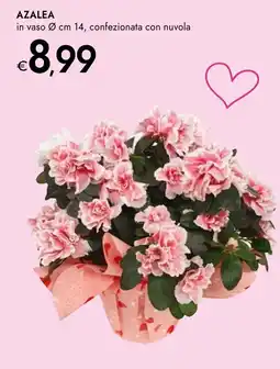 Bennet Azalea offerta