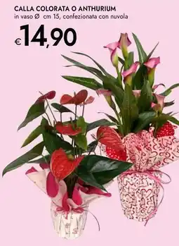 Bennet Calla colorata o anthurium offerta