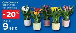 Carrefour Calla Colorata Vaso 13 cm offerta