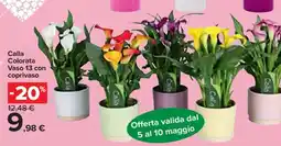 Carrefour Calla Colorata Vaso 13 con coprivaso offerta