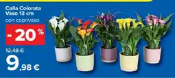 Carrefour Calla Colorata Vaso 13 cm offerta