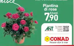 Conad Piantina di rose offerta