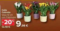 Carrefour Market Calla Colorata offerta