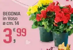 Supermercati Dok BEGONIA in Vaso Øcm. 14 offerta