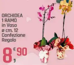 Supermercati Dok ORCHIDEA 1 RAMO in Vaso Ø cm. 12 offerta