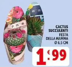 Deco Supermercati Cactus succulenti offerta