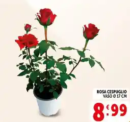 Deco Supermercati Rosa cespuglio offerta