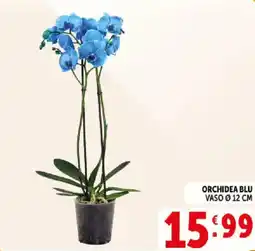 Deco Supermercati Orchidea blu offerta