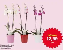 Interspar Phalaenopsis 2 rami in vaso ceramica offerta