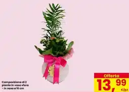 Interspar Composizione di 2 piante in vaso sfera offerta