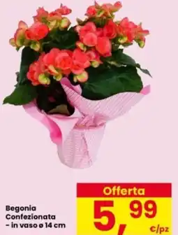 Interspar Begonia Confezionata offerta