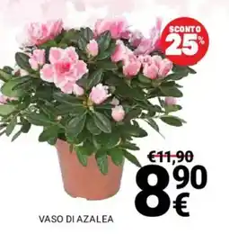 Supermercati Gulliver Vaso di azalea offerta