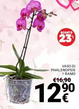 Supermercati Gulliver Vaso di phalenopsis 1 ramo offerta