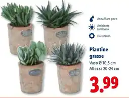 Lidl Piantine grasse offerta