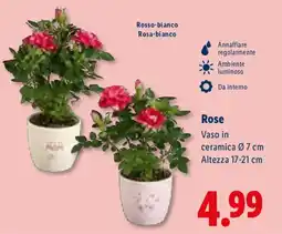 Lidl Rose offerta