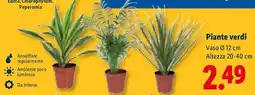 Lidl Piante verdi offerta