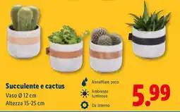 Lidl Succulente e cactus offerta