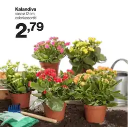 In'S Mercato Kalandiva offerta
