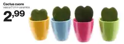 In'S Mercato Cactus cuore offerta