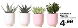 In'S Mercato Haworthie e Aloe mix offerta