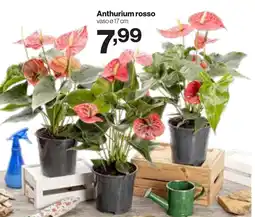 In'S Mercato Anthurium rosso offerta