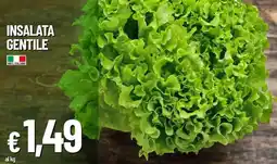 Galassia Insalata gentile offerta