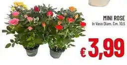 Galassia Mini rose offerta