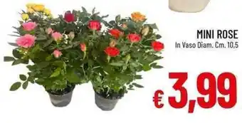 Galassia Mini rose offerta