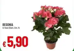 Galassia Begonia offerta
