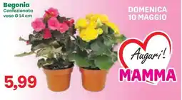 Prix Quality Begonia offerta