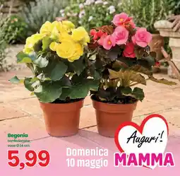 Prix Quality Begonia offerta