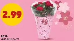 PENNY Rosa offerta