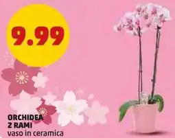 PENNY Orchidea 2 rami offerta