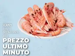 Madis SCAMPI freschi dell'Adriatico offerta