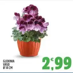 Ard Discount Gloxinia vaso ø14 cm offerta
