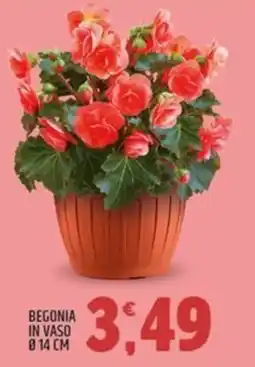 Ard Discount Begonia in vaso ø14 cm offerta