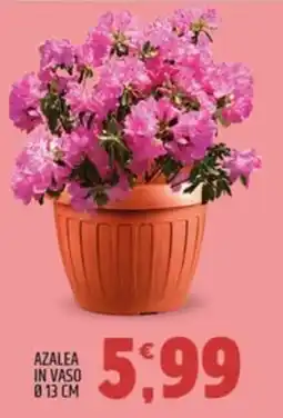 Ard Discount Azalea in vaso ø13 cm offerta