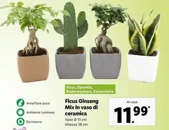 Lidl Ficus ginseng mix in vaso di ceramica offerta
