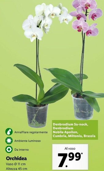 Lidl Orchidea offerta