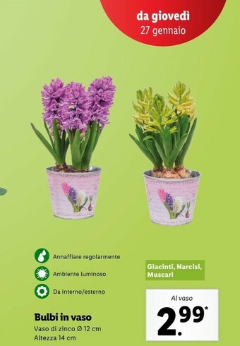 Lidl Bulbi in vaso offerta