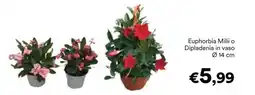 Unes Euphorbia Milii o Dipladenia in vaso offerta
